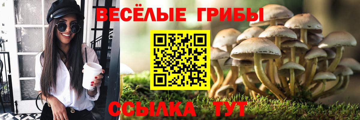 Галлюциногенные грибы Psilocybe Североморск
